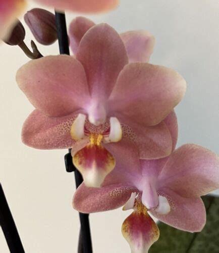 phalaenopsis perfume factory